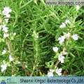 Natural Water Soluble Rosemary Powder Extract KS-25